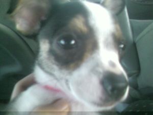 Chihuahua
