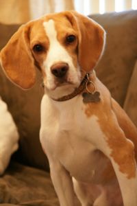 Charlie the beautiful dog