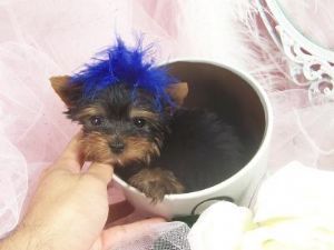 Yorkie puppies