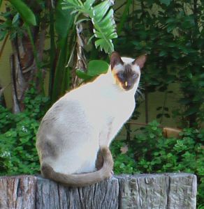 Tito the cat