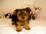 Terra the cute puppy