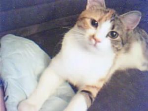 Sheeva the alley cat