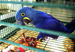 Macaw Parrot
