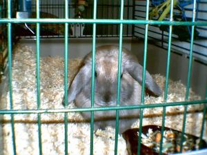 Cuddles the rabbit