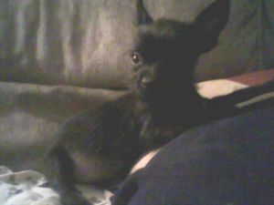 Chester