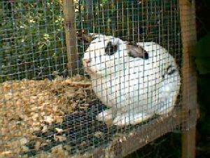 Cute rabbit