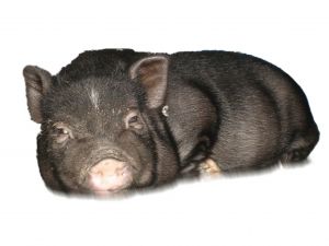 PEPE the pig