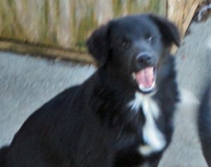 Carter the black dog