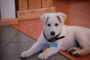 RIO the dog