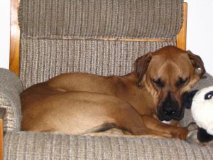 Duke - A beautiful dog