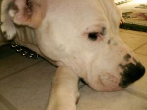 Beautiful dog