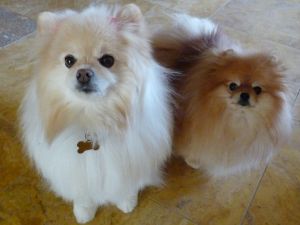 Hannah and Lilly