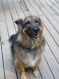 Sammie the dog