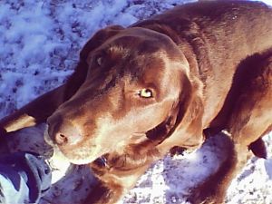 Sam - Chocolate Labrador