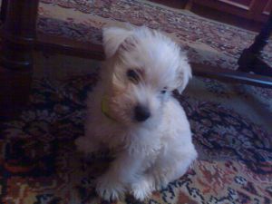 My dog