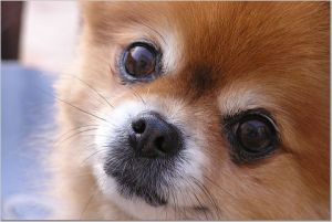 Rudy