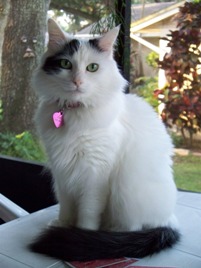 Sofia the cat