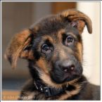 Beautiful dog
