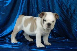 English bulldogs