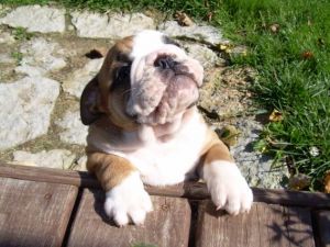 English Bulldog puppies