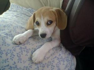 Baby dog
