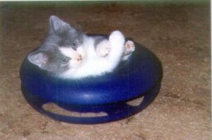 Nelson the kitty