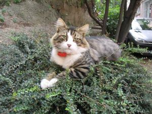 Most Beautiful Cat