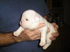 English Bulldog