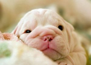 Bull Dog Bull Dog