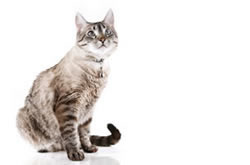 Supper kitty