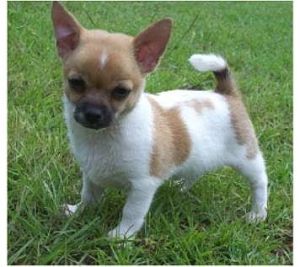 Cheek the cute dog