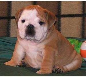 Teddy the dog