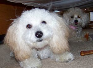 Dolly Sue the dog