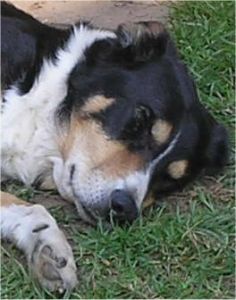 Dannie - the collie dog