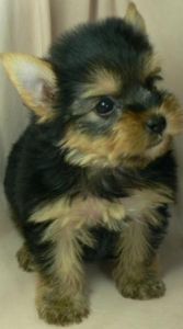 Daphne - the most beatiful pet Daphne - the most beatiful pet