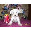 Sissy the beautiful puppy