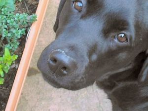 Emma - the black labrador