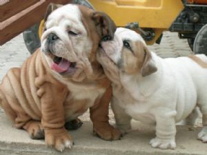 English Bulldog English Bulldog