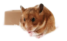 Hamster power! Hamster power!