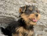 Bruno a tcup yorkie