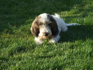 Hermione - cute puppy