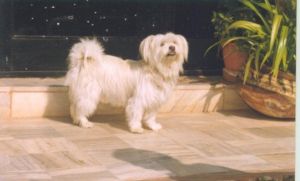 Joey