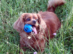 KC cute dog