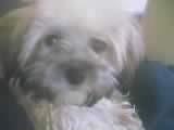 Maddie the dog