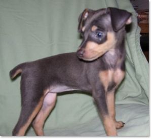 miniature pinscher