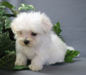 teacup maltese puppy attitude