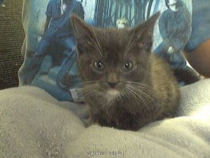 Liberty - the most beautiful cat