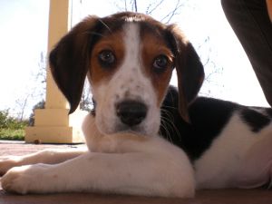 American Foxhound