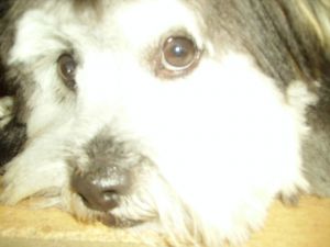 Cooper - the perfect dog