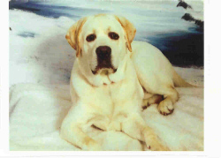 Labrador Retriever